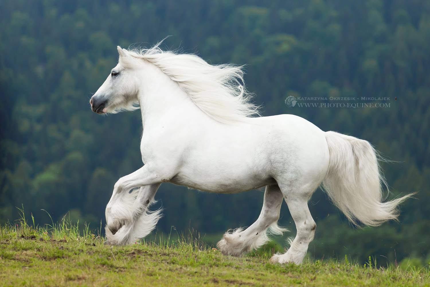 Blue and White Gypsy Cob